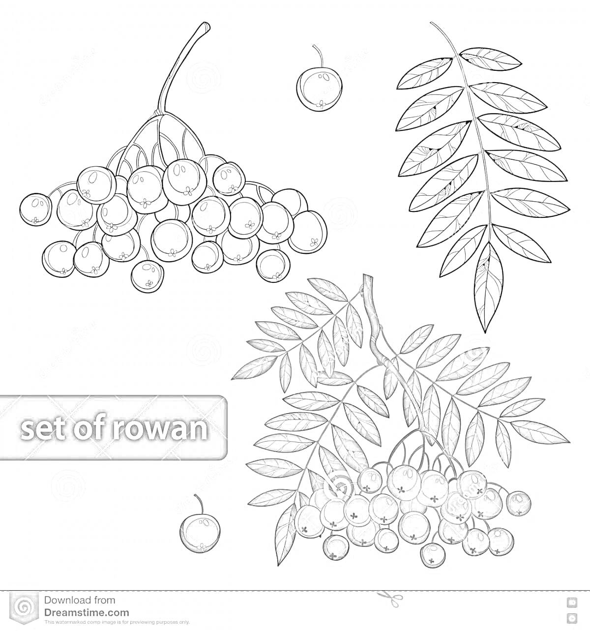 Раскраска Набор изображений рябины с ягодами, листьями и веткой