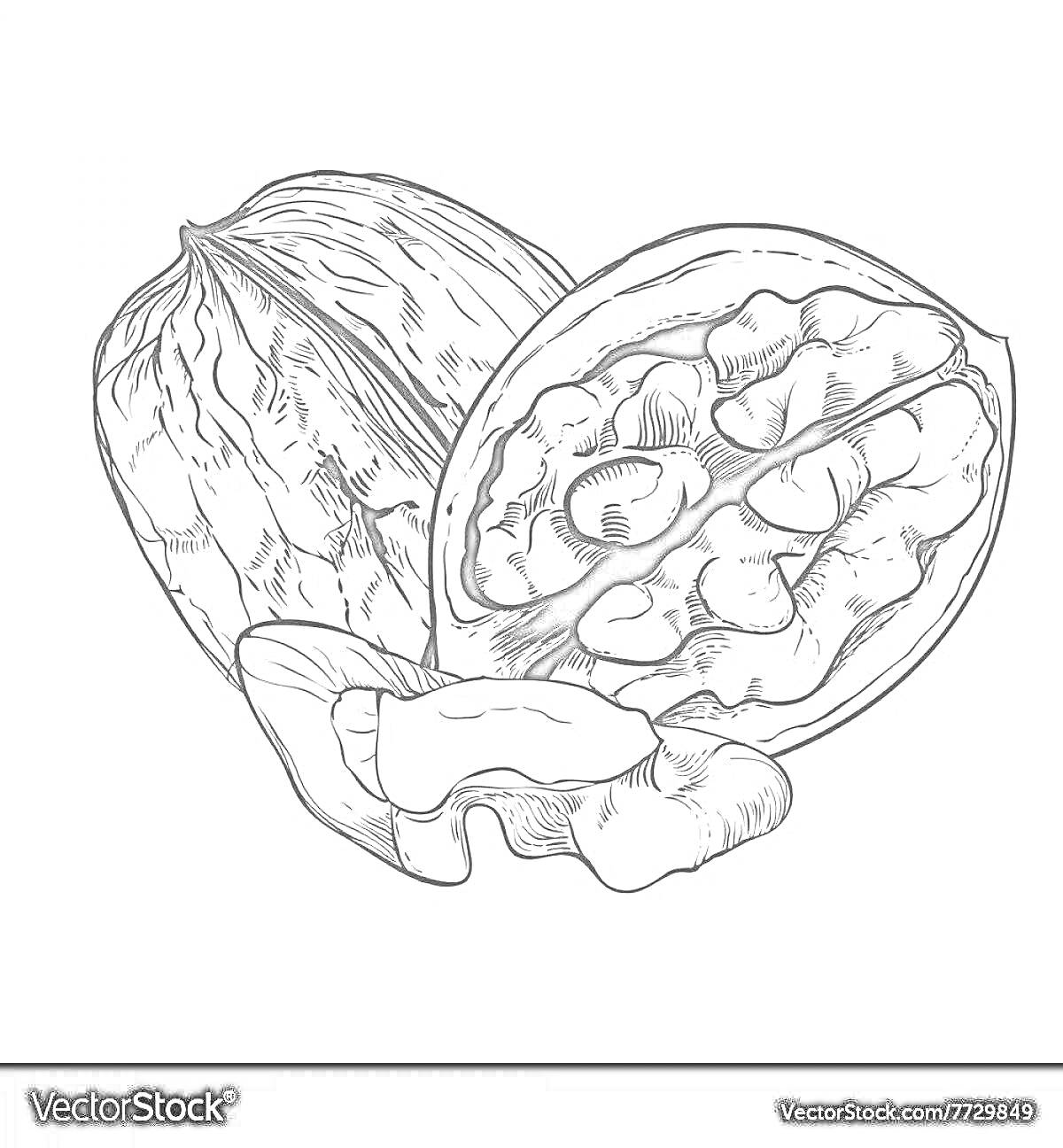 Раскраска Грецкий орех со скорлупой и ядро