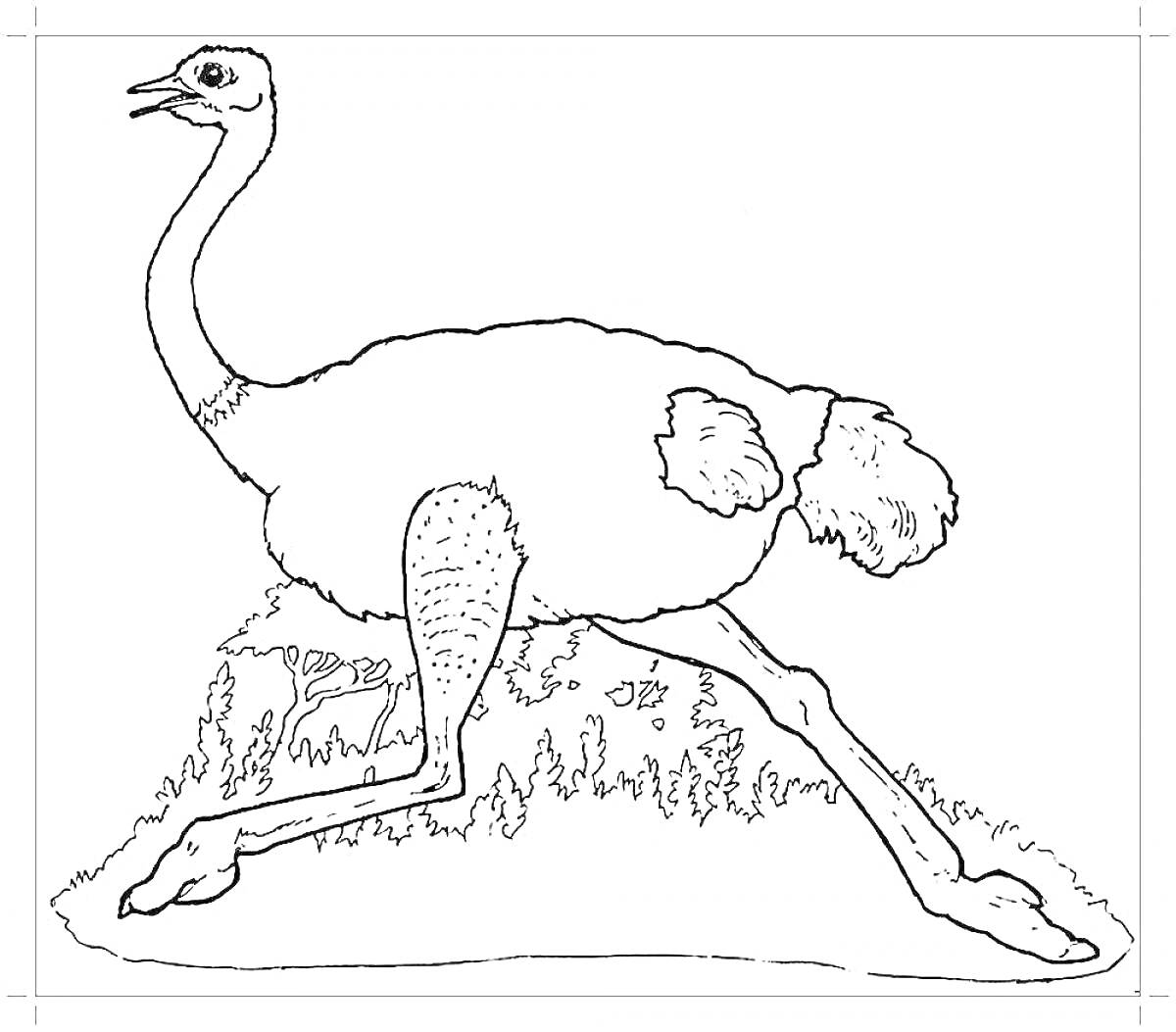 На раскраске изображено: Страус, Птица, Трава