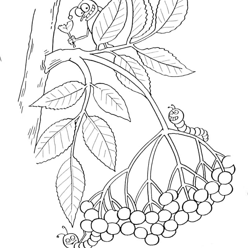 Раскраска Ветка рябины с ягодами, листьями, гусеницами и жуком