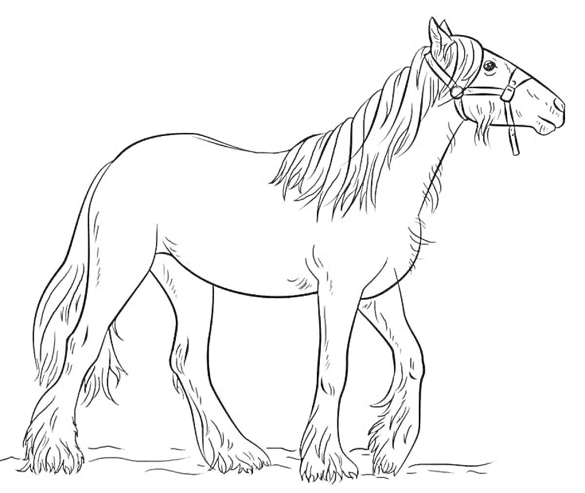 На раскраске изображено: Лошадь, Уздечка, Земля, Конь, Грива, Копыта