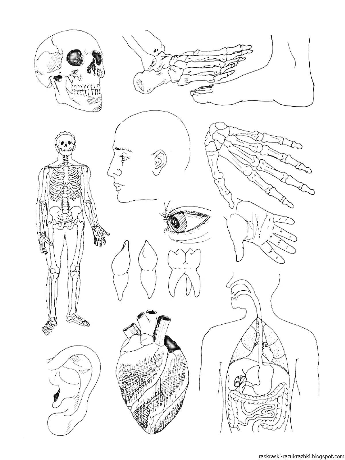На раскраске изображено: Череп, Скелет, Голова, Зубы, Внутренние органы, Анатомия, Человек, Глаза, Кисти, Сердца