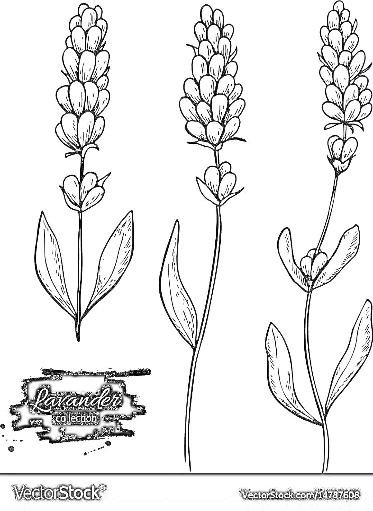 На раскраске изображено: Лаванда, Цветы, Растения, Ботаника, Природа, Листья, Коллекция