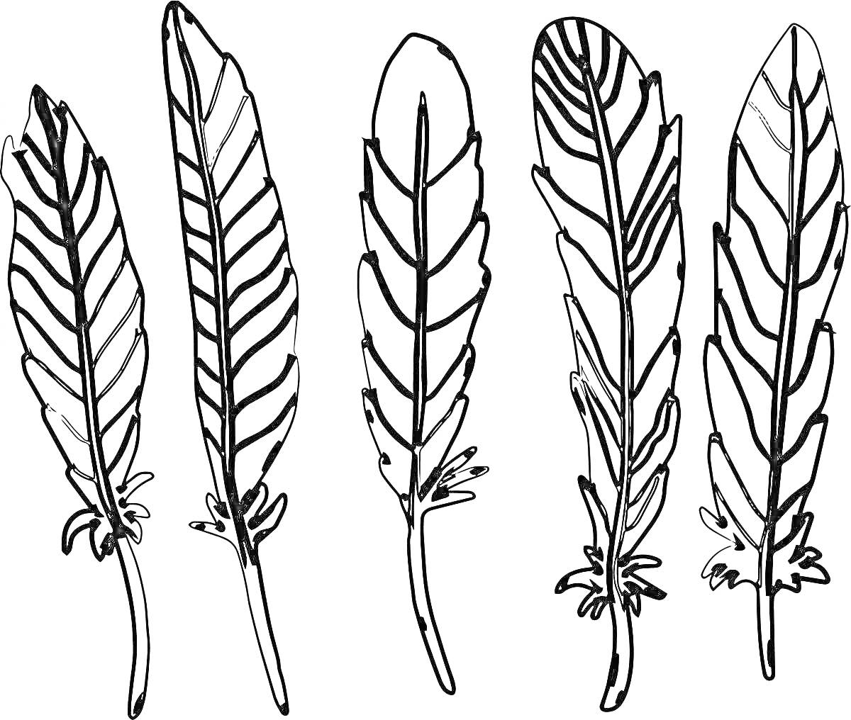 На раскраске изображено: Перья, Природа, Для детей, Птица, Контурные рисунки