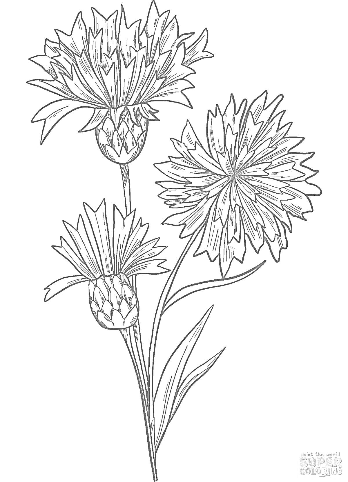 На раскраске изображено: Василёк, Три цветка, Листья, Стебель, Ботаника, Для детей