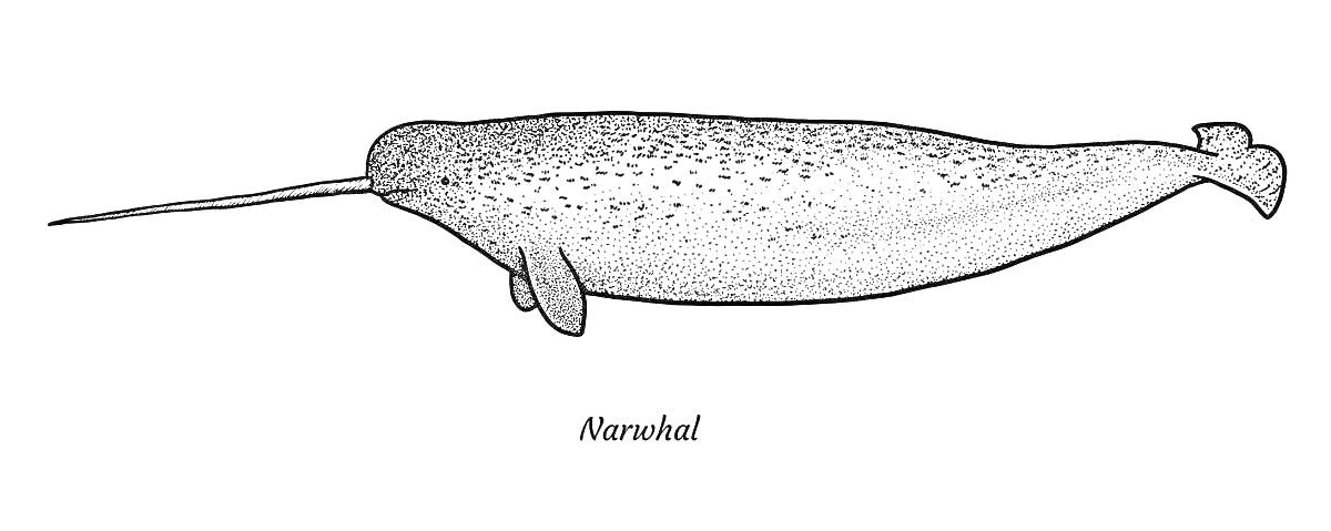 Раскраска Нарвал с длинным бивнем и плавниками