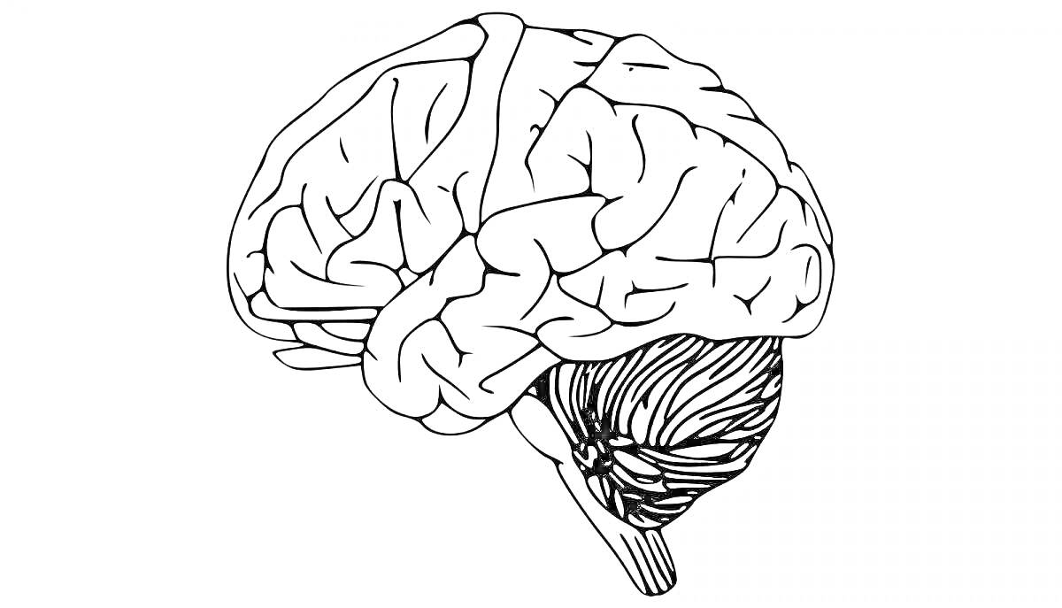 Раскраска с изображением человеческого мозга, анатомические структуры, извилины, мозжечок