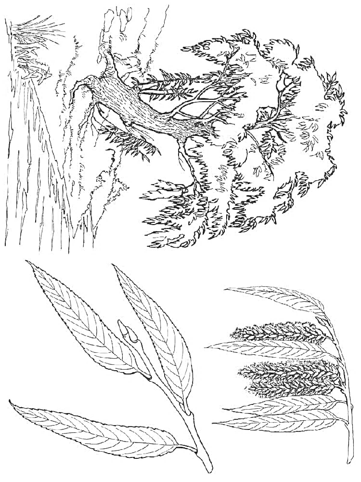 На раскраске изображено: Листья, Природа, Ботаника, Рельеф, Деревья, Ветка