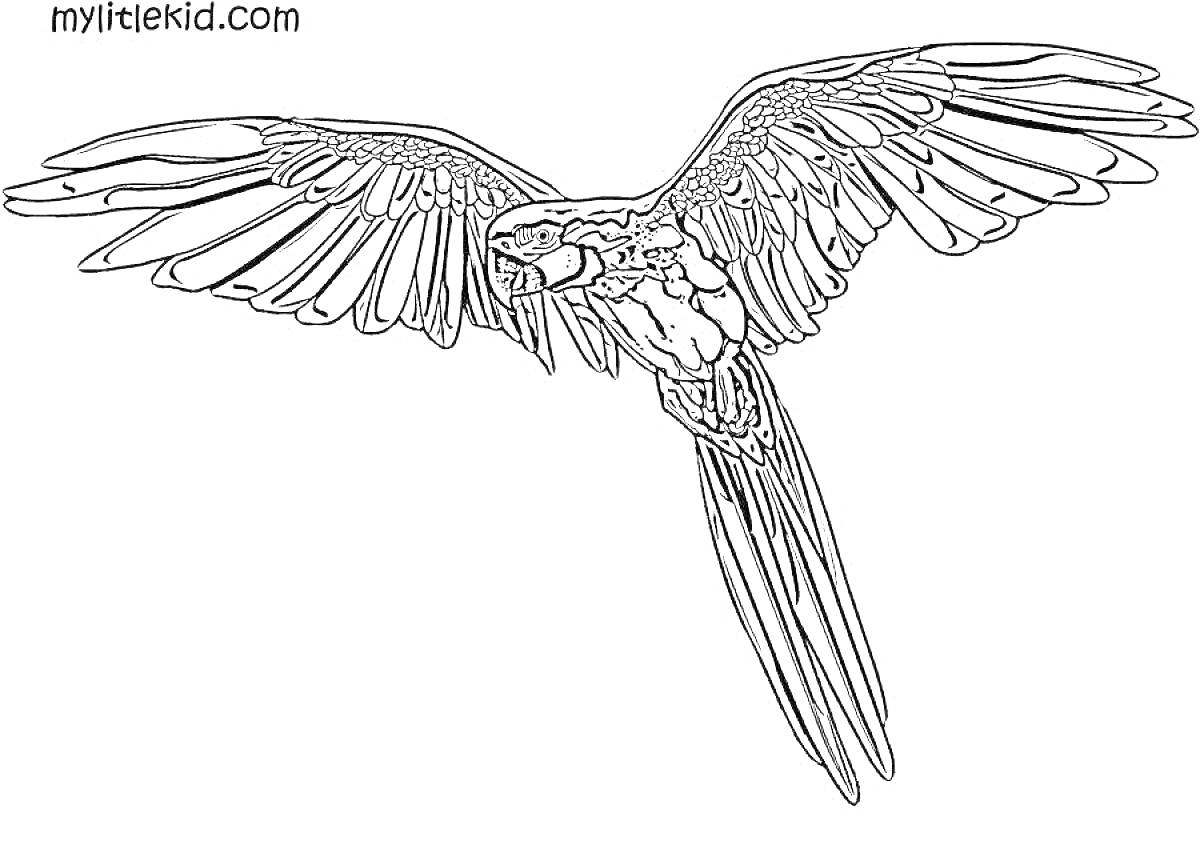 Раскраска Раскраска с попугаем ара в полёте