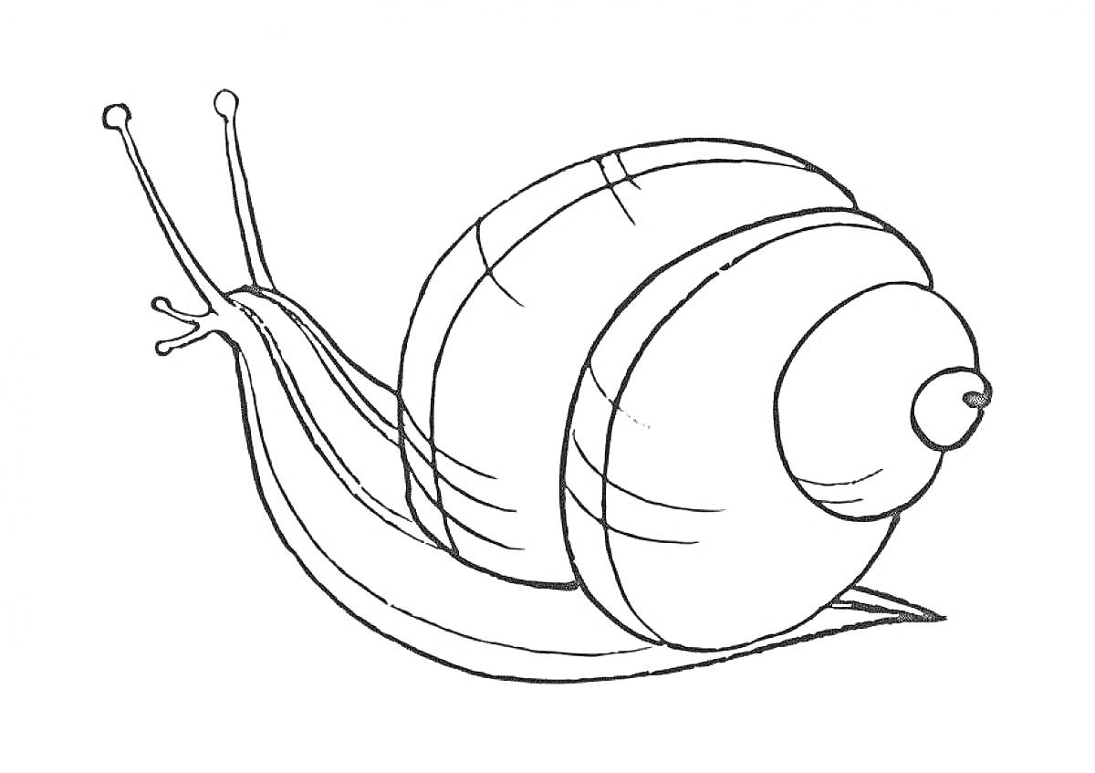 На раскраске изображено: Улитка, Ракушка, Глаза, Антенны, Мультяшная улитка, Для детей, Животные, Контурные рисунки