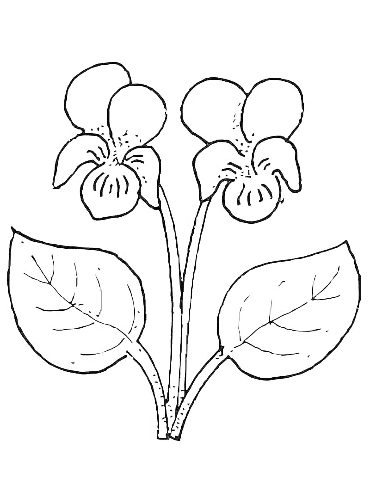 На раскраске изображено: Фиалка, Листья, Два цветка, Контурные рисунки