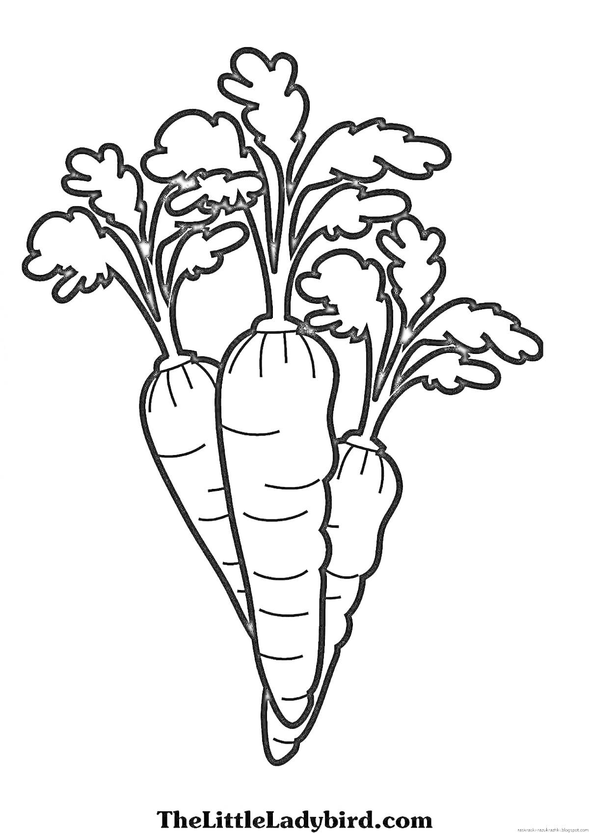 Раскраска Три моркови с ботвой