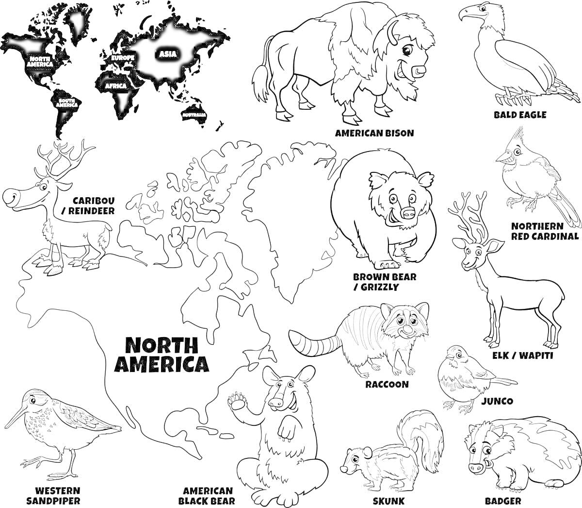 Раскраска Карта мира с животными Северной Америки, показаны: американский бизон, белоголовый орлан, канадская казарка, северная кардинал, бурый медведь / гризли, американский лось, большая кукушка, американский черный медведь, енот, снежный барс, сурок, бородатая и