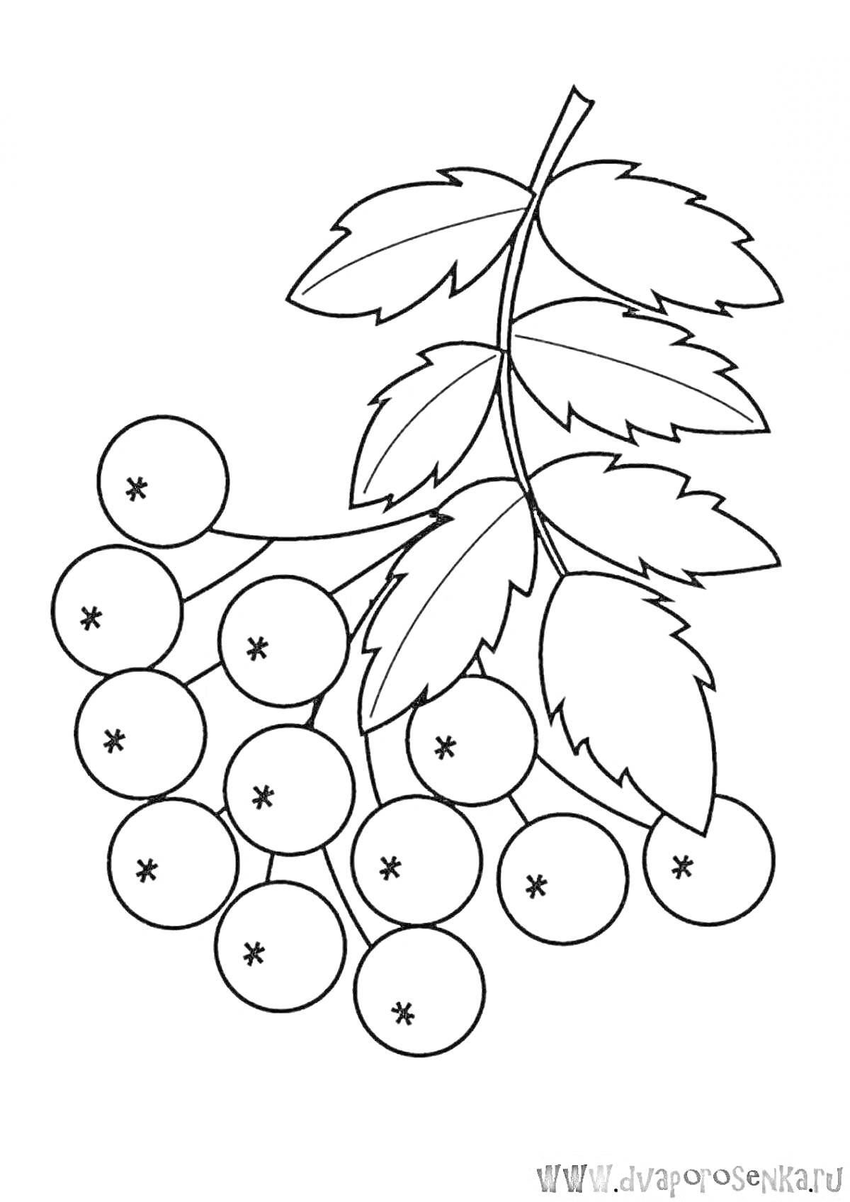 Раскраска Ветка рябины с листьями и ягодами
