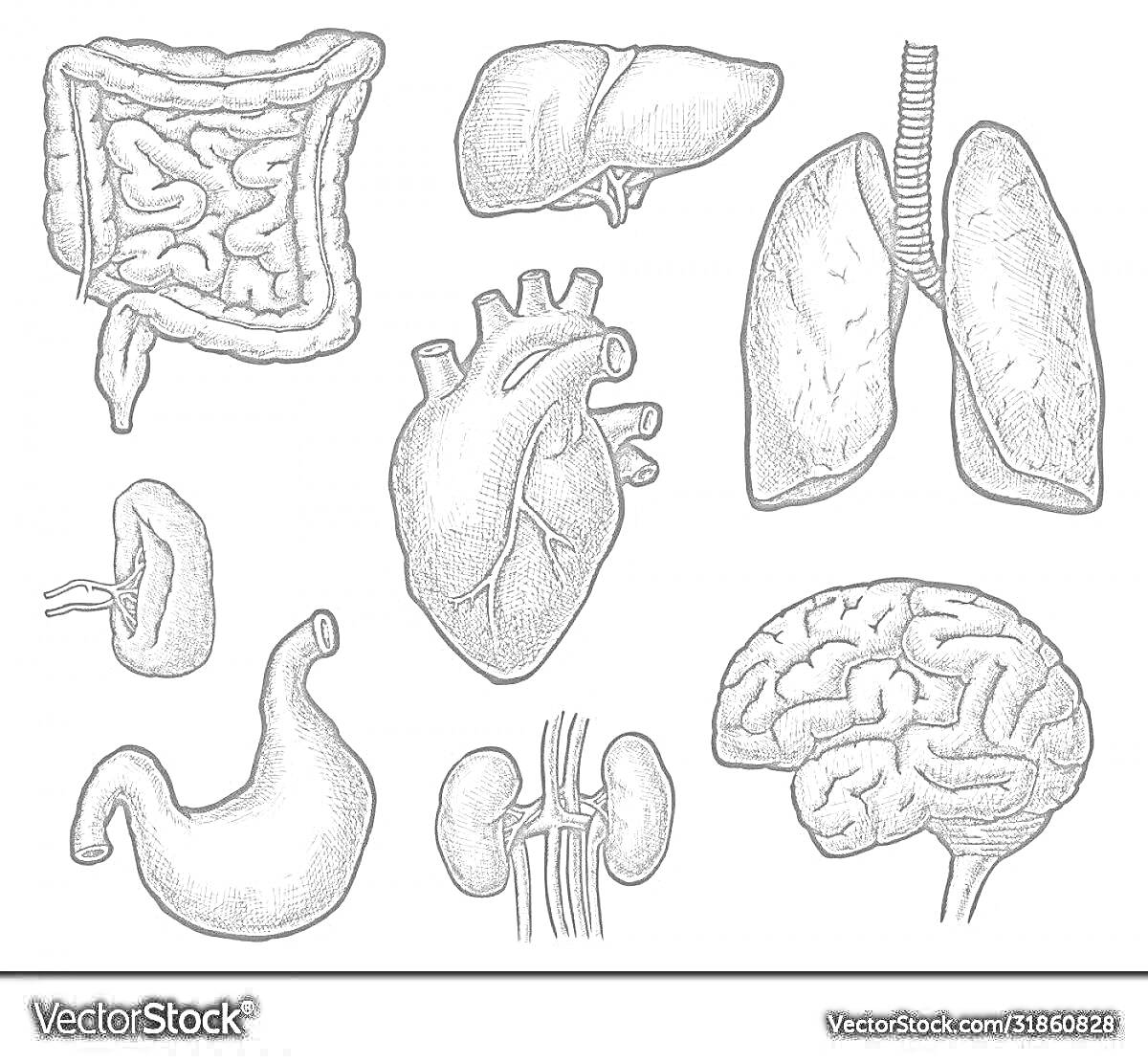 Раскраска Внутренние органы человека — мозг, сердце, легкие, печень, желудок, кишечник, почки