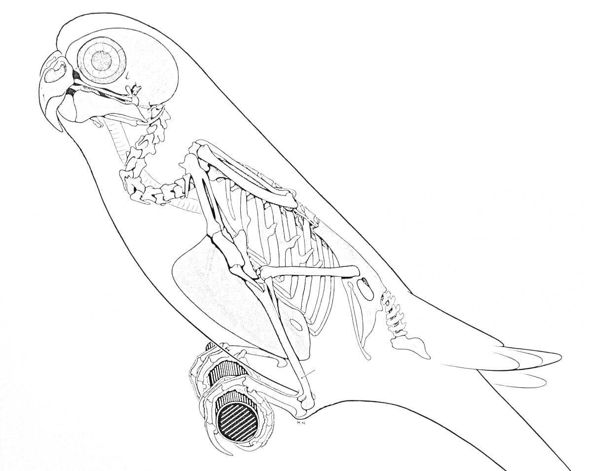 На раскраске изображено: Птица, Строение, Скелет, Внутренние органы, Анатомия, Биология, Кости, Череп