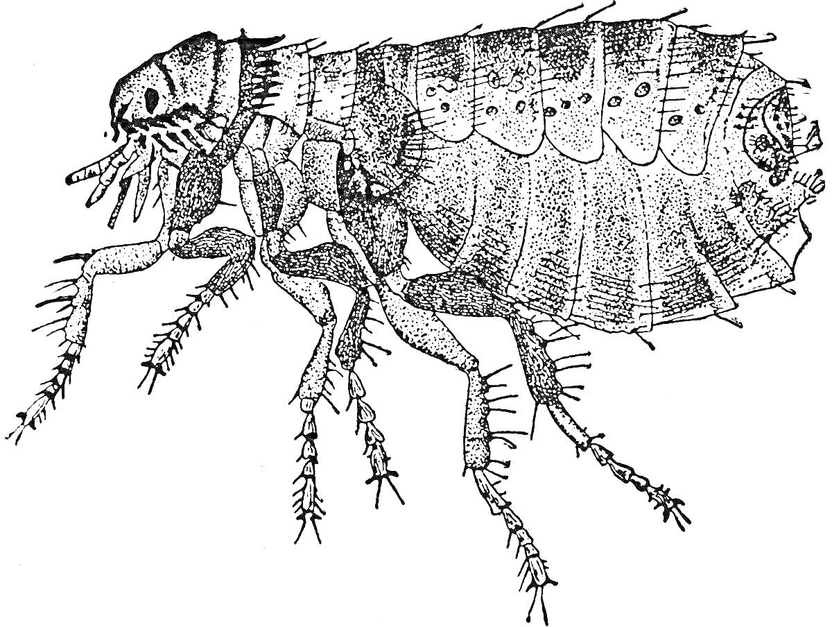 Блоха с деталями тела, лапками и усиками