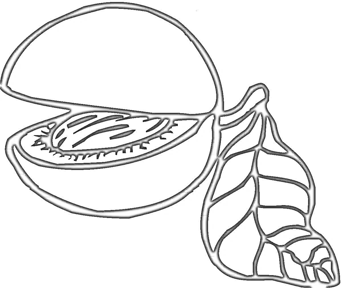 Раскраска Половинка персика с косточкой и листом