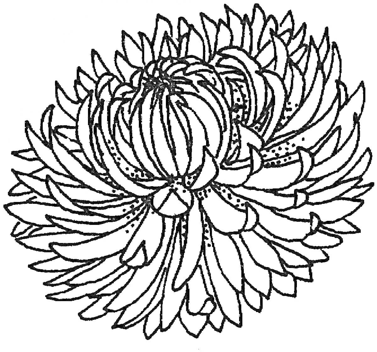 На раскраске изображено: Хризантема, Лепестки, Цветы, Растения