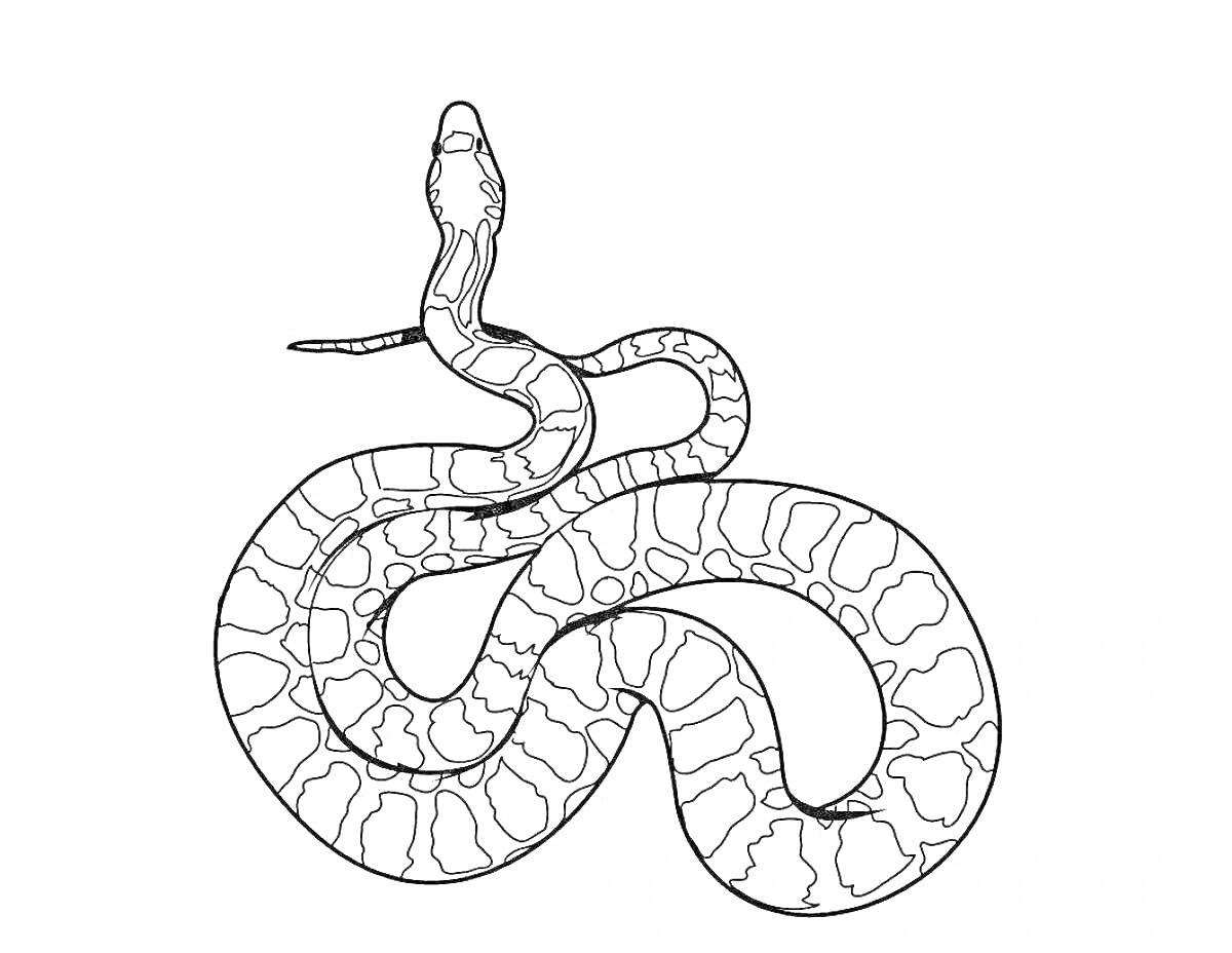 Раскраска Змея с узором на теле