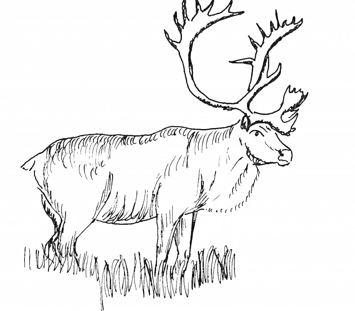 На раскраске изображено: Северный олень, Для детей