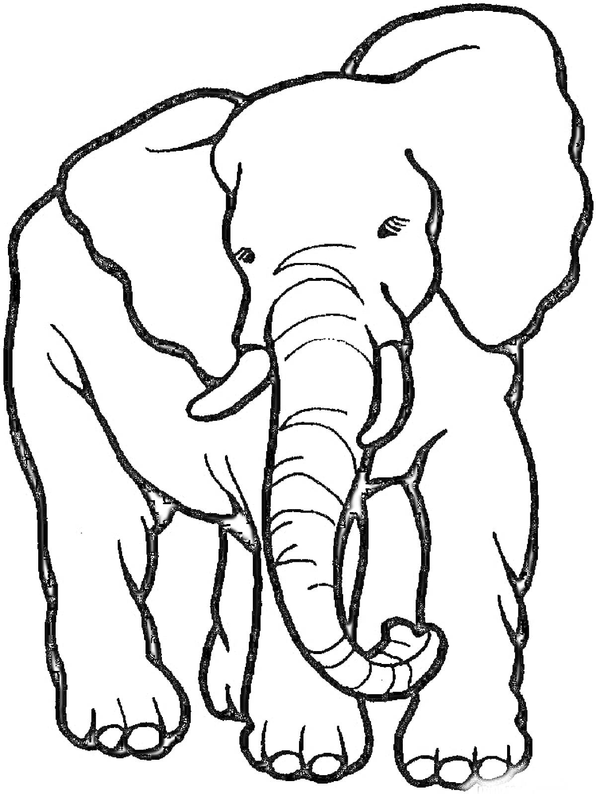 Раскраска слон, передний вид, стоящий на четырех ногах