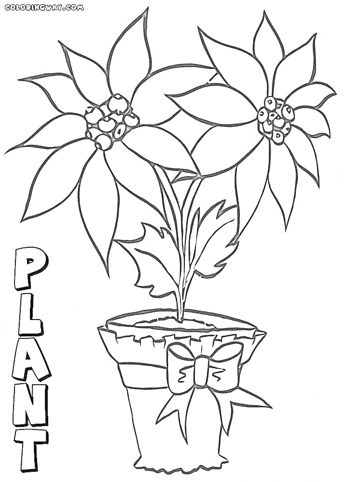Раскраска Комнатные растения в горшке с бантом и надписью
