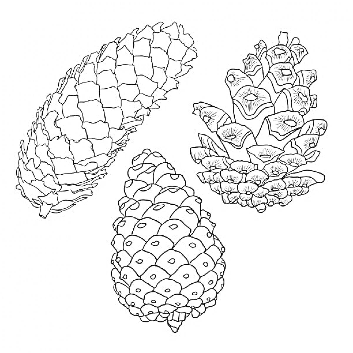 На раскраске изображено: Для детей, Природа, Хвоя, Творчество