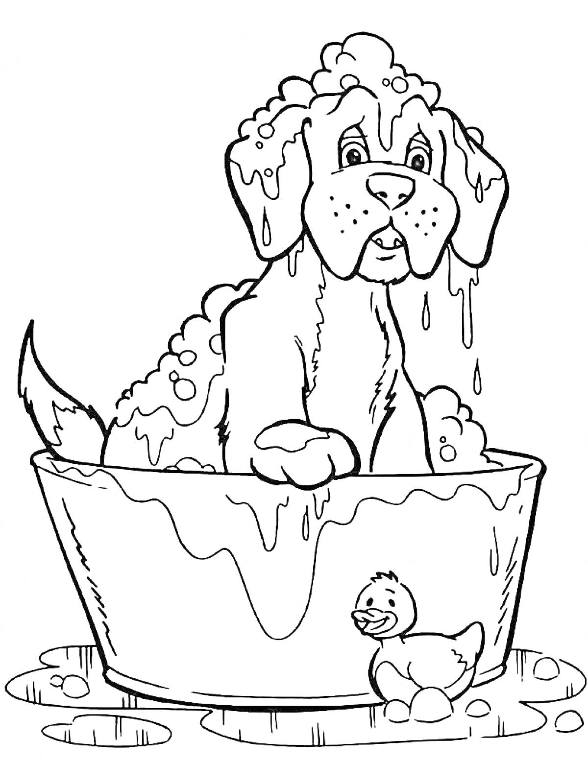 Раскраска Собака в ванне с мыльными пузырями и резиновой уточкой