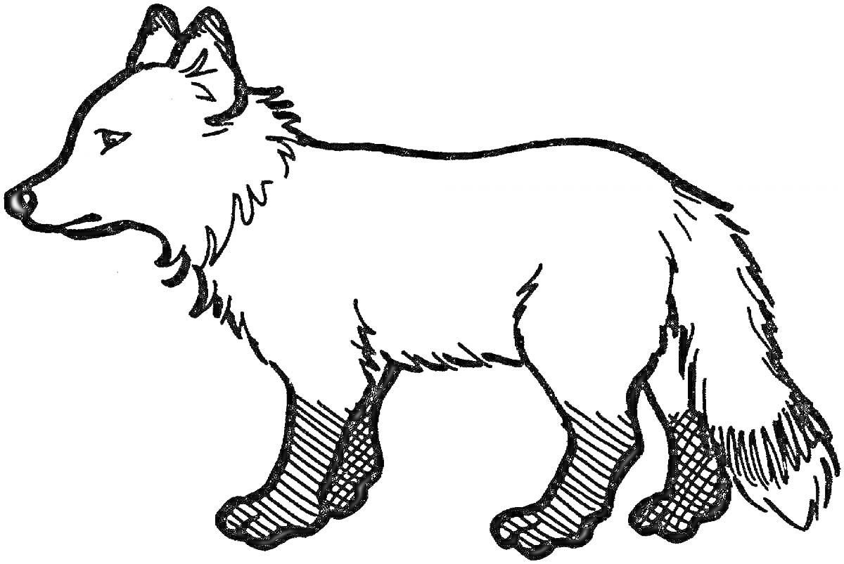 Раскраска Лиса стоящая на четырех ногах, повернутая в левую сторону