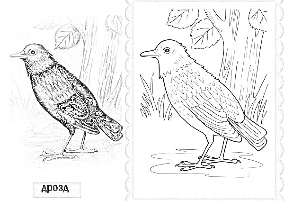 Раскраска Дрозд на фоне природы (два изображения: одно раскрашенное, другое для раскраски, на заднем плане деревья и листья)