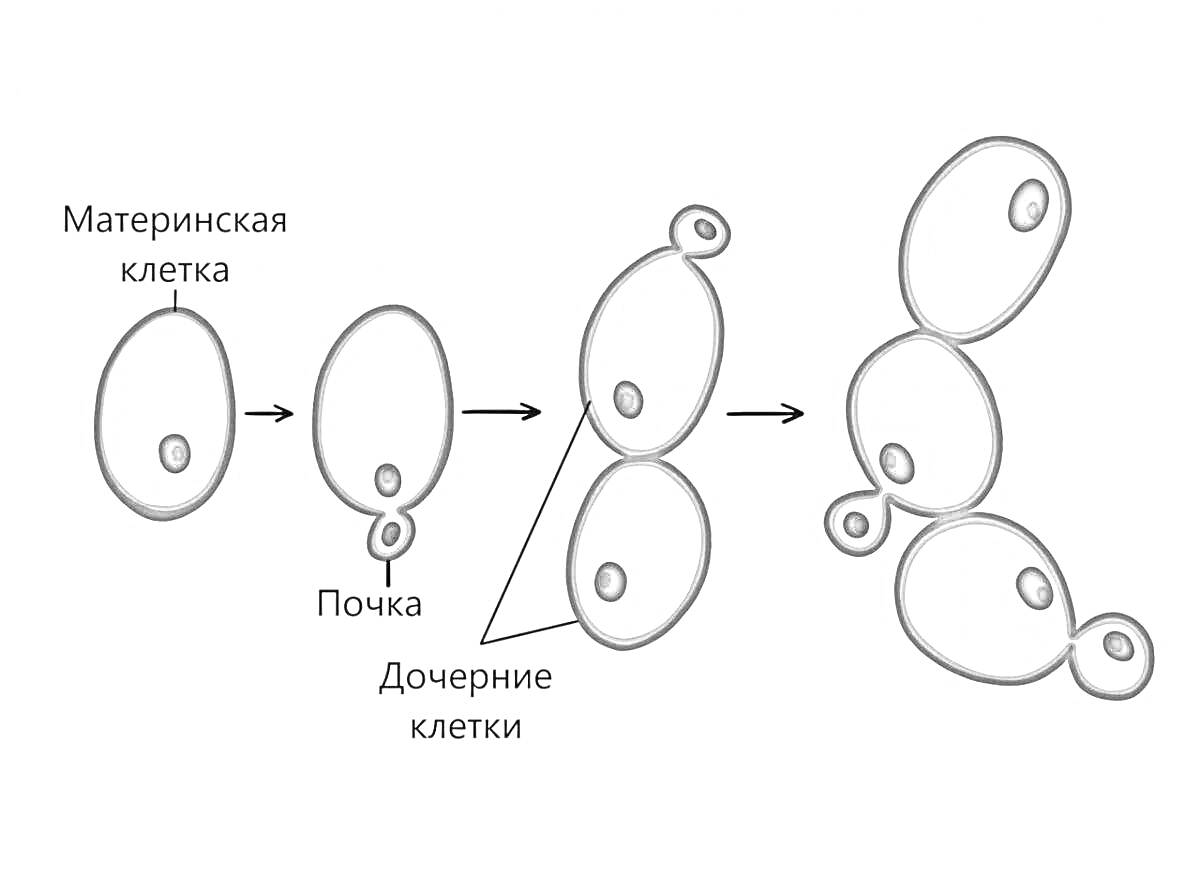 Дрожжи - процесс размножения почкованием: материнская клетка, почка, дочерние клетки