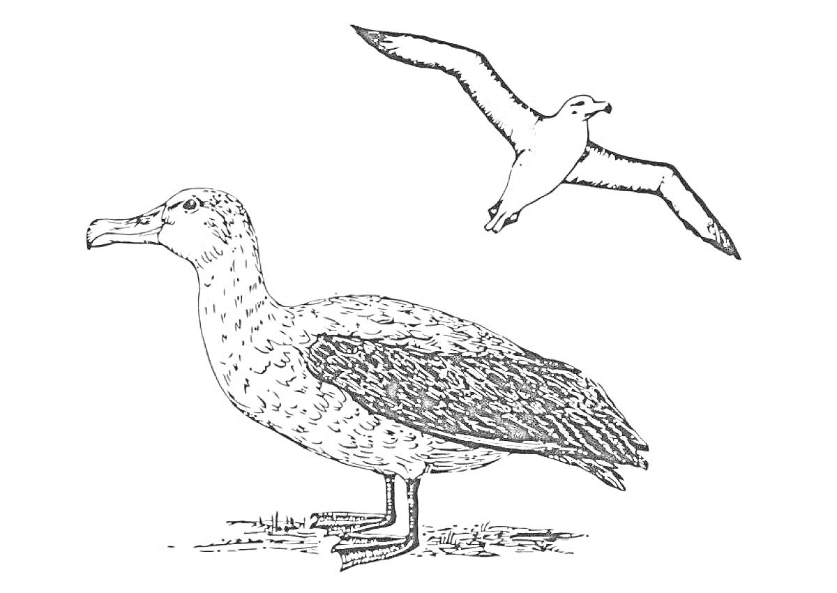 Альбатрос: стоящий на земле с распростёртыми крыльями и летящий альбатрос