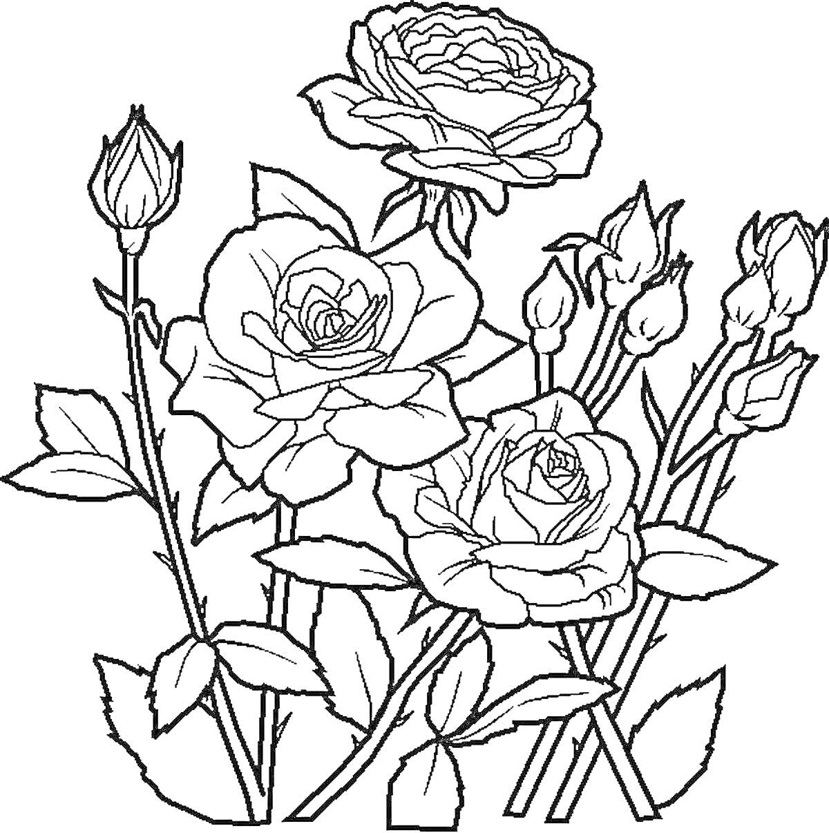 Раскраска Розы с бутонами и листьями
