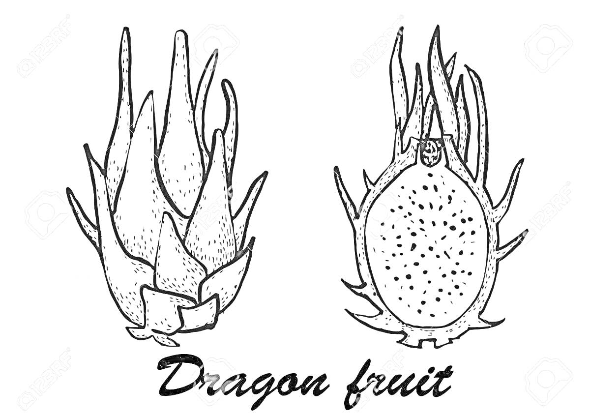 Раскраска Два изображения драконьего фрукта и подпись 