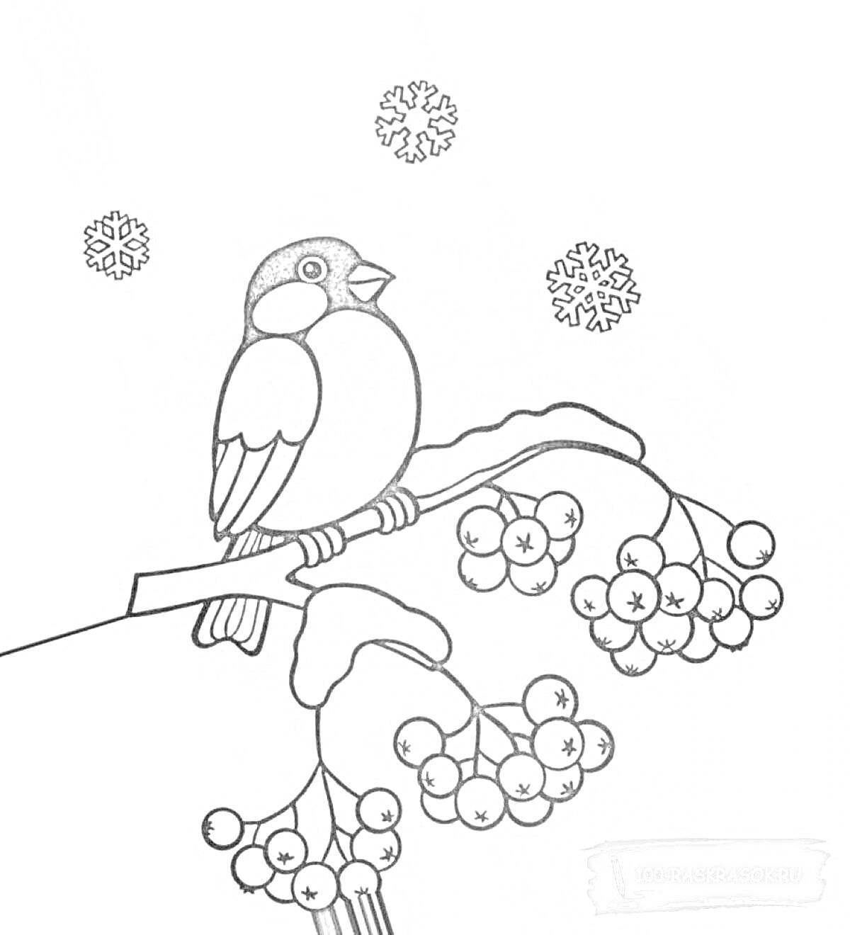 Раскраска Снегирь на ветке рябины с гроздьями ягод зимой, снежинки вокруг
