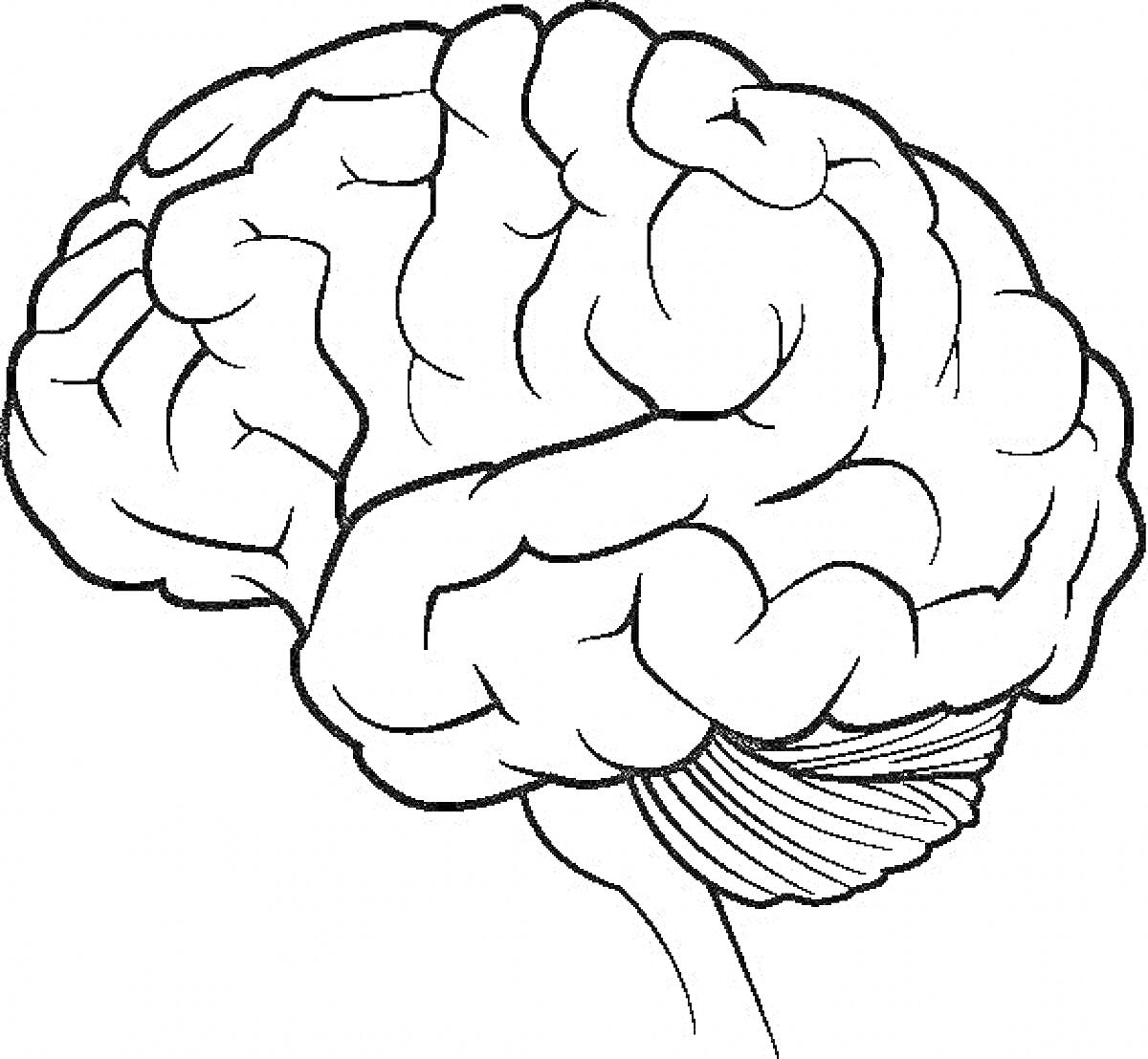 Схематическое изображение человеческого головного мозга с видимыми извилинами и стволом мозга