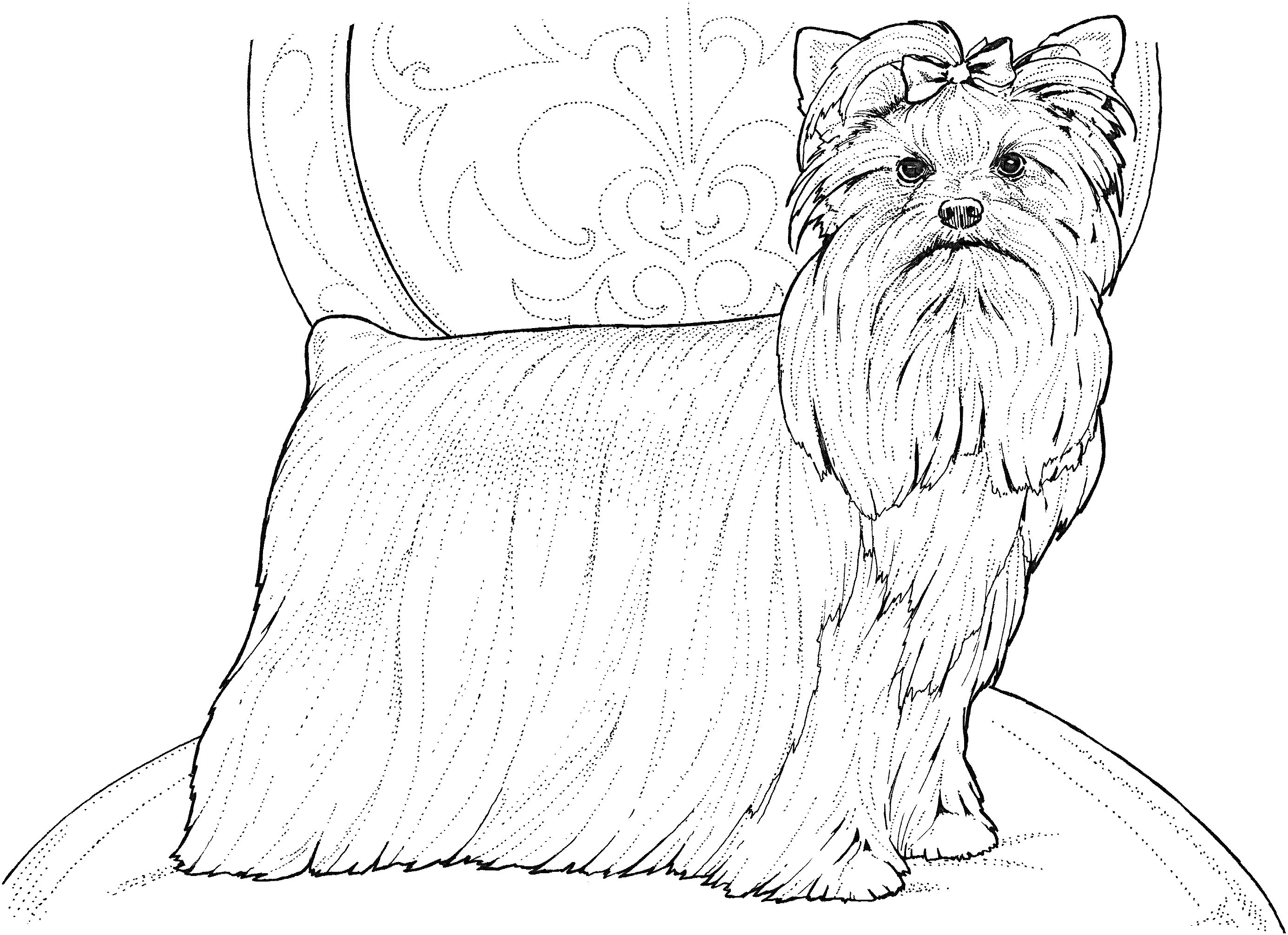 На раскраске изображено: Йоркширский терьер, Собака, Кресло, Длинная шерсть