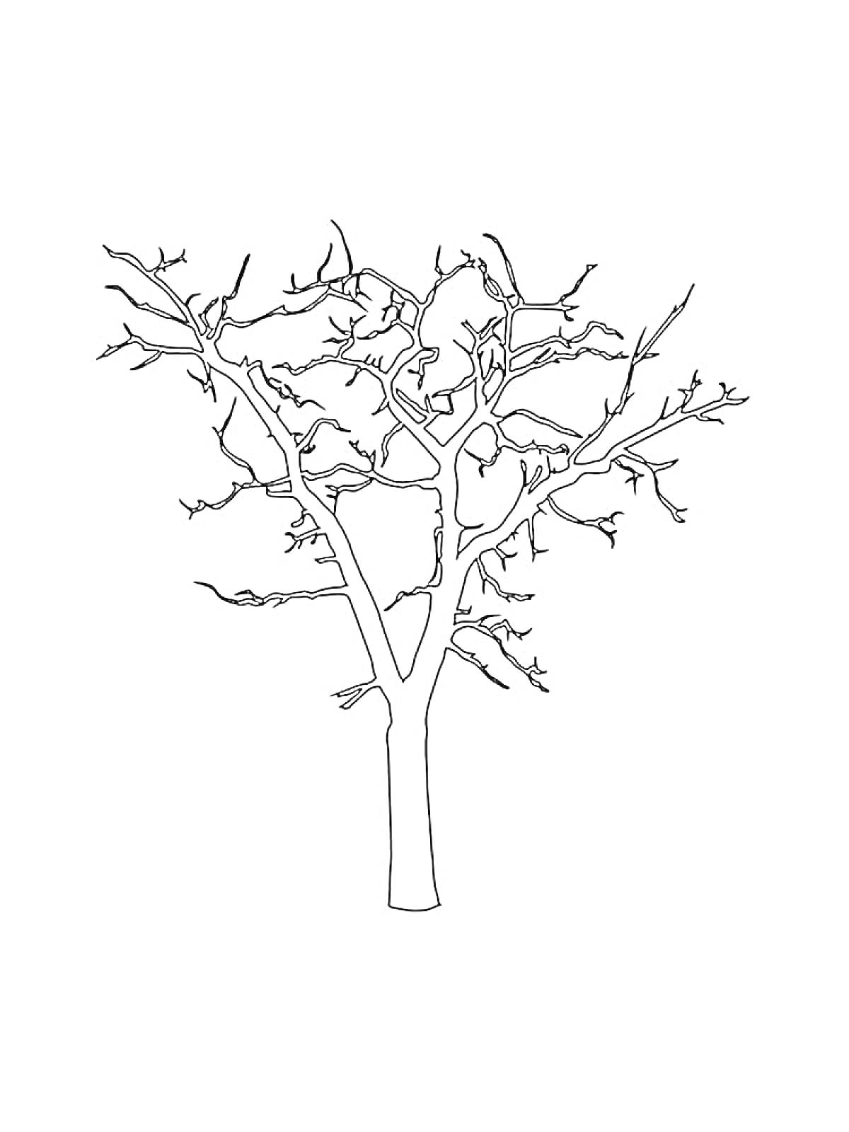 Раскраска Раскраска дерева без листьев для детей, дерево с ветками