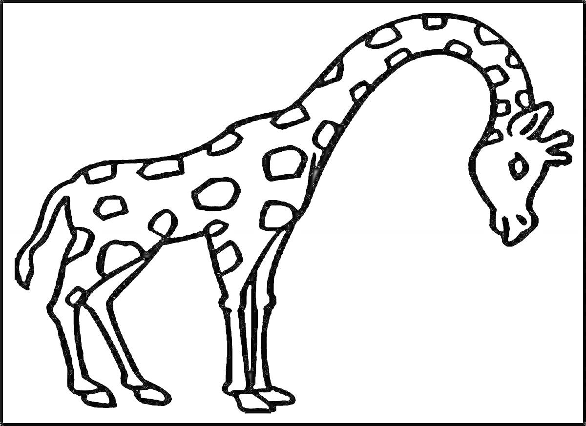 Раскраска Жираф, стоящий на четырех ногах, с опущенной головой, упрощенные детали тела и узоры пятен