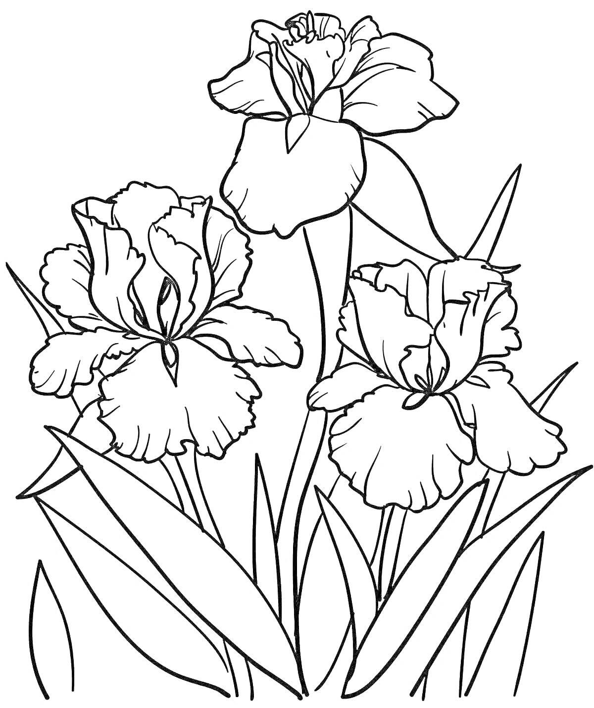 На раскраске изображено: Цветы, Ирис, Три цветка, Ботаника, Листья