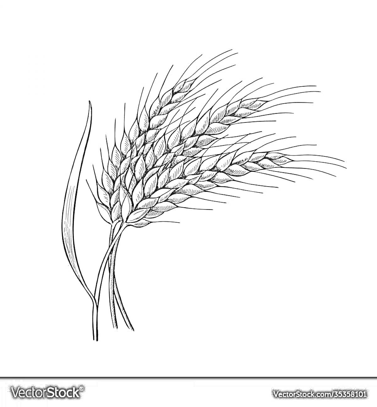 Раскраска Пучок колосьев с длинным листом