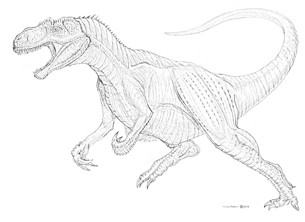 Раскраска Аллозавр в движении, вид сбоку, открытый рот, длинный хвост