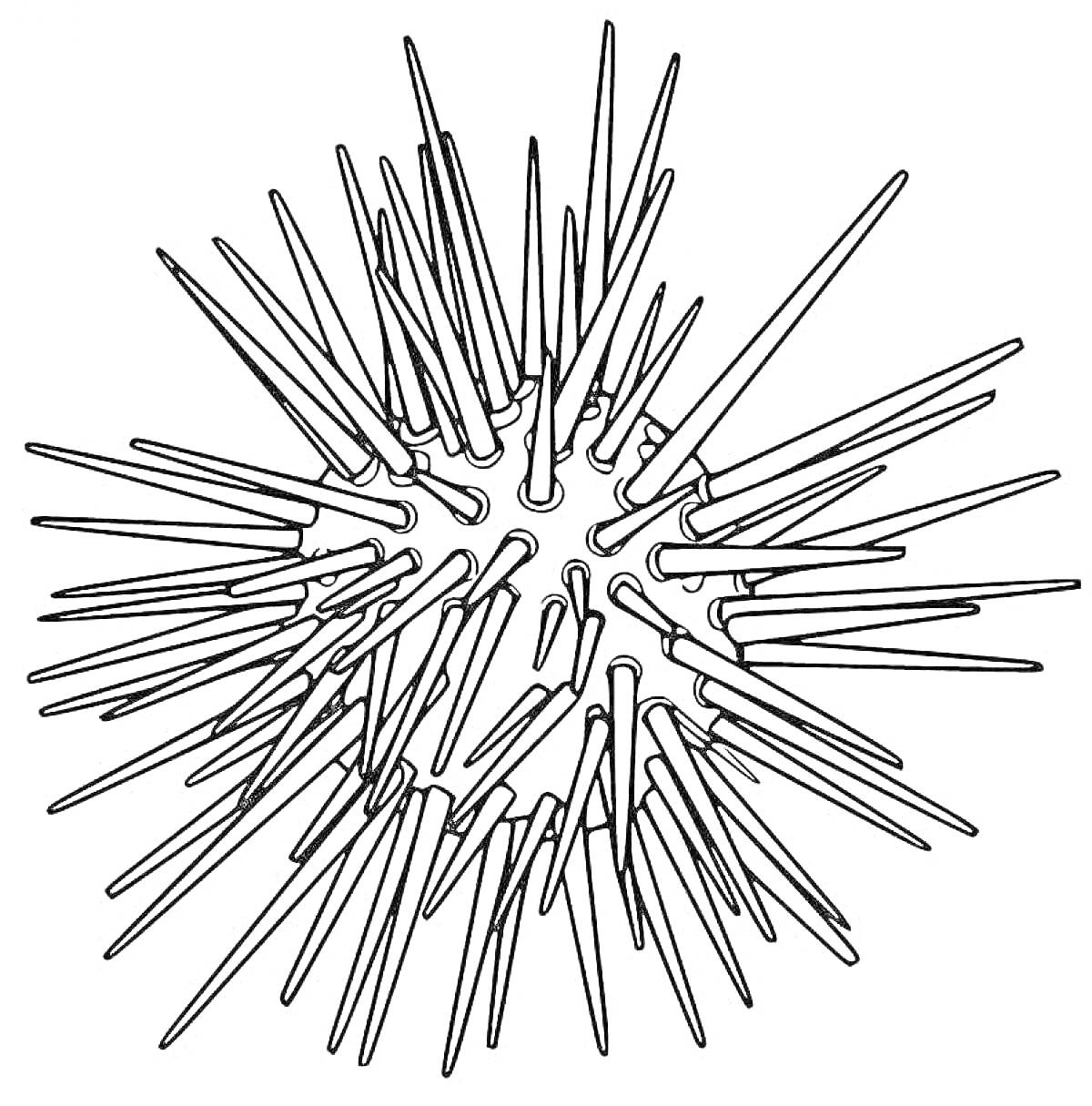 Морской еж с длинными иголками для раскраски