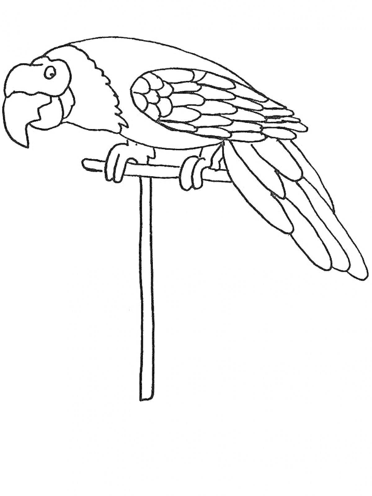 Раскраска Попугай сидящий на ветке (картинка для раскрашивания)