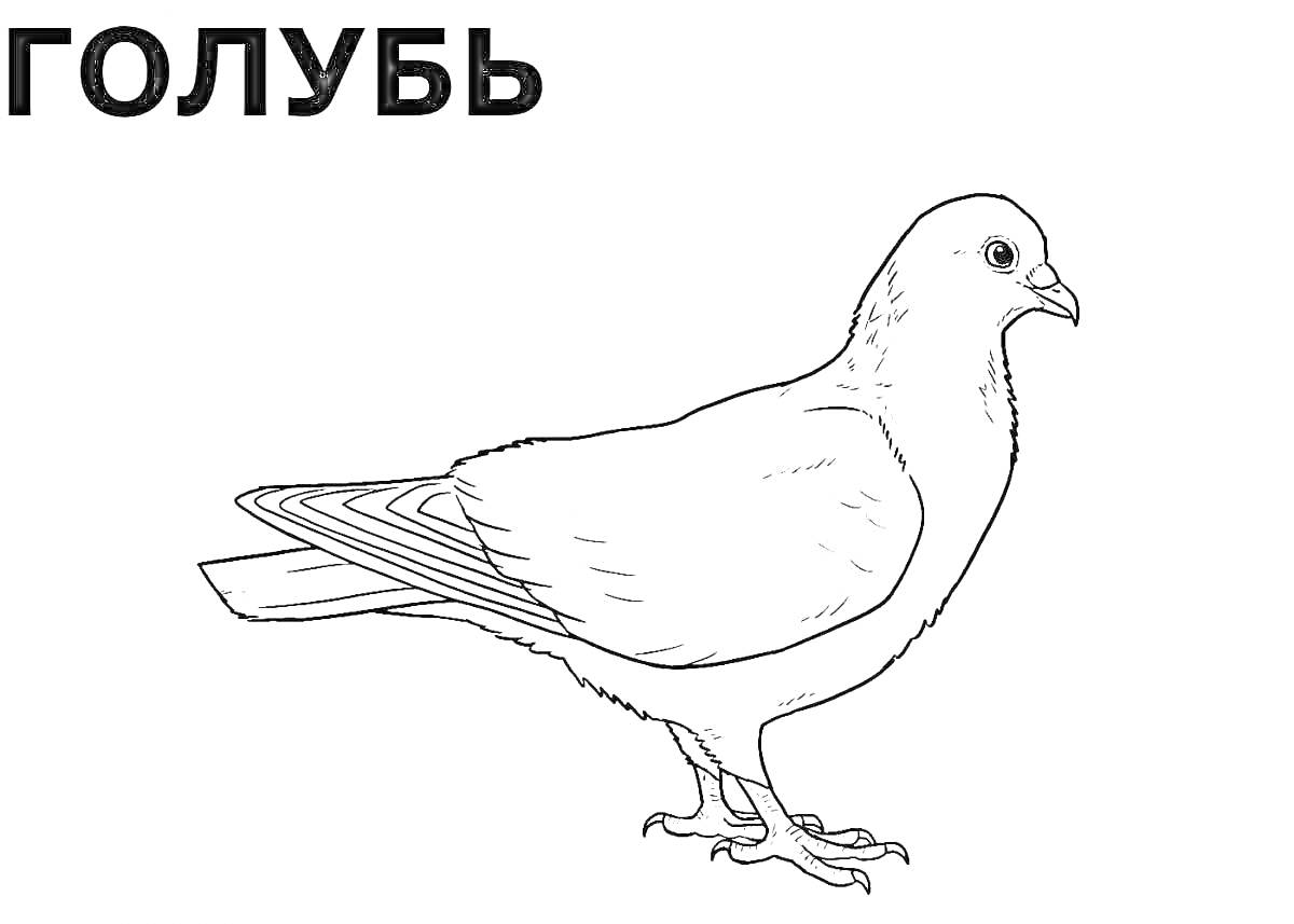 На раскраске изображено: Зимующие птицы, Дети 6-7 лет, Птица, Голуби, Контурные рисунки