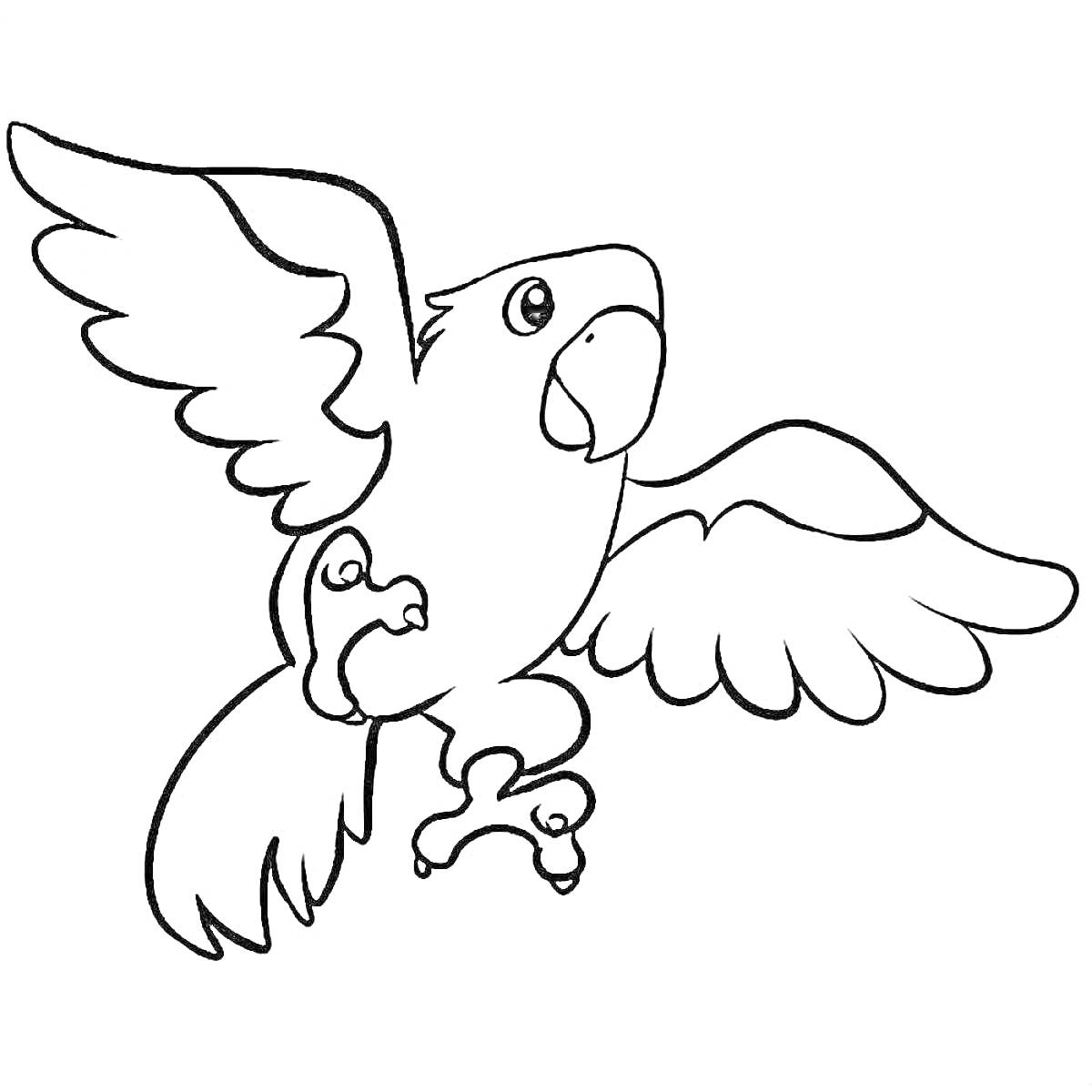 Раскраска Летящий попугай с расправленными крыльями в раскраске для детей