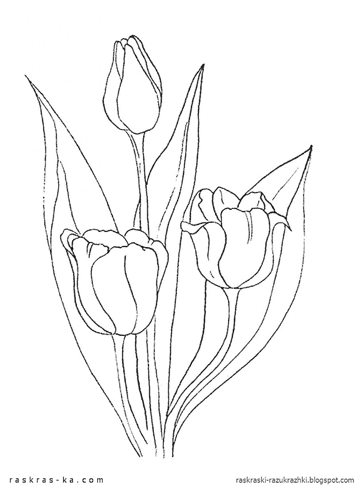 На раскраске изображено: Тюльпаны, Цветы, Листья, Природа, Весна, Ботаника