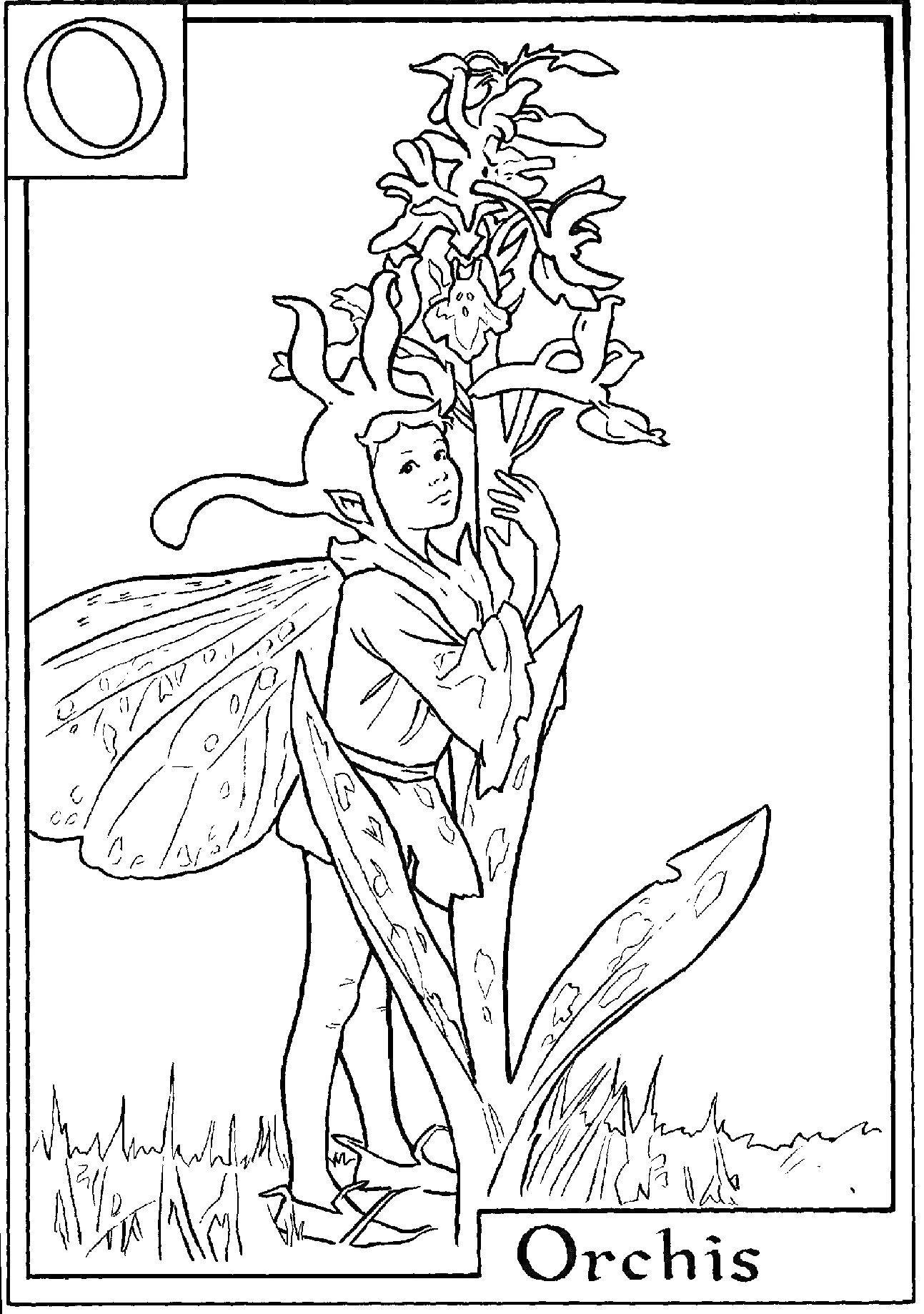 На раскраске изображено: Крылья, Орхидея, Трава, Цветы