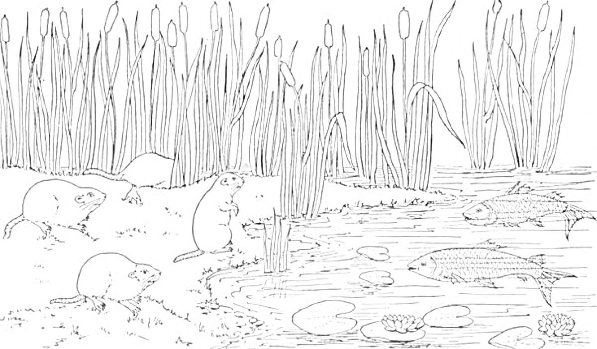 Раскраска Бобры и рыбы на болоте с камышами
